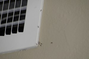 Ants at vent