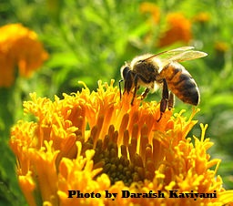 Bee on flower (Photo by Darafsh) Kaviyani