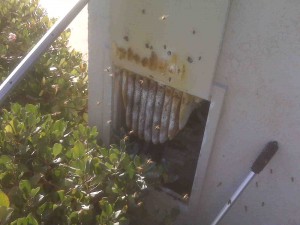 bees in water meter box