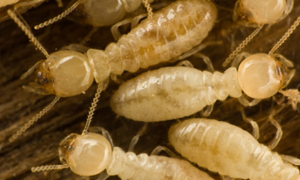 Orange County Termite Removel