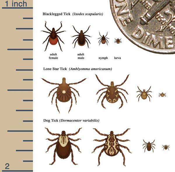 Ticks and Bed Bugs… Something nobody needs to have in Orange County