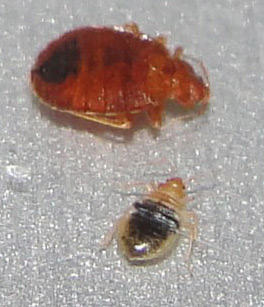 Adult Nymph Bed Bugs
