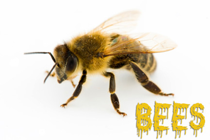 Bees Orange County Pest Control