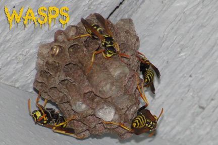 wasps in orange county ca