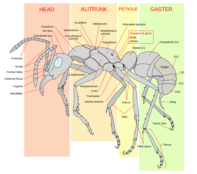 ant-anotomy