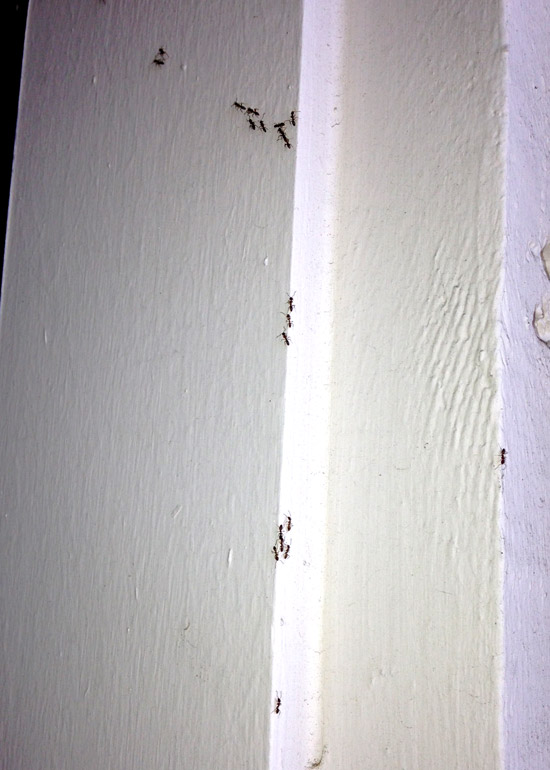 ants-front-door-wall