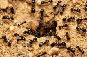 black ants orange county