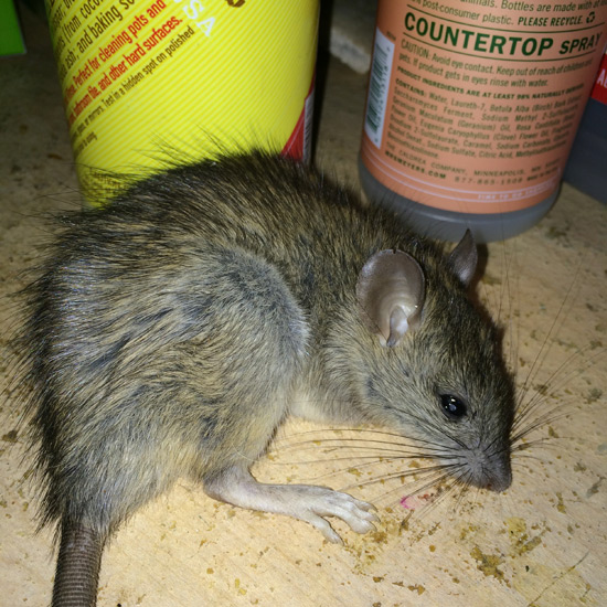 dead-rodent-rat