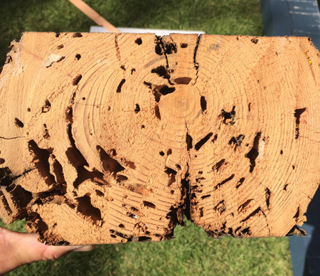 termites-wood-damage