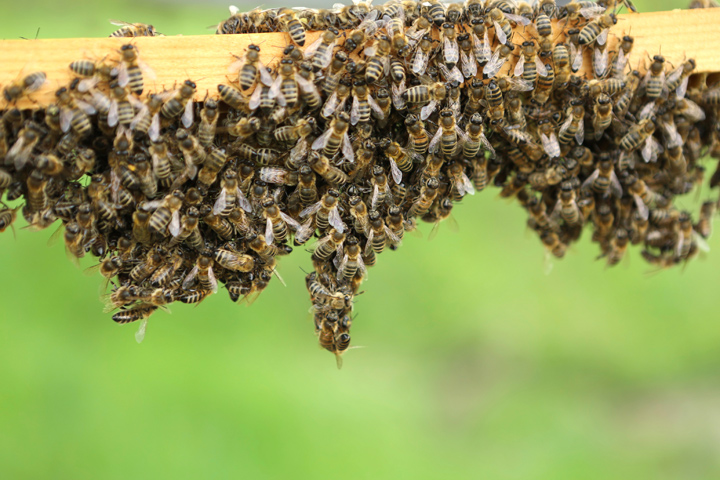 bee-bees-swarm-orange-county