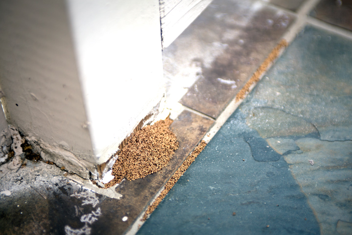 termite-dust-house-damage-wood