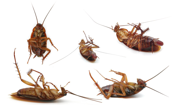 german-cockroach-southern-california-exterminator-orange-preferred-pest-control