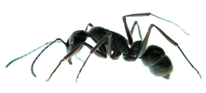 ant-control-exterminator-OC-california-pest