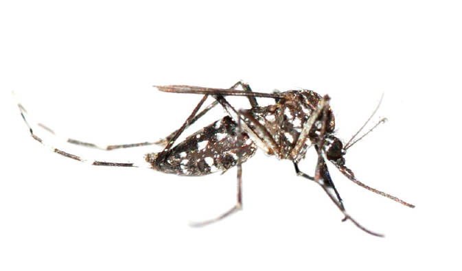 mosquito-exterminator-orange-county-socal-pest-control
