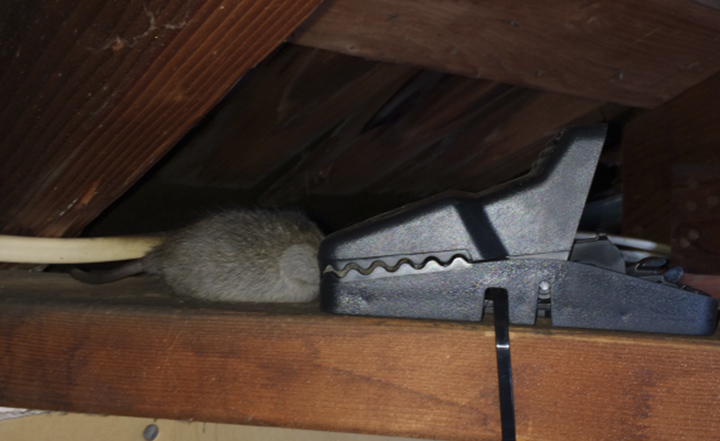 mice-rats-rodent-proofing-socal-oc-extermination