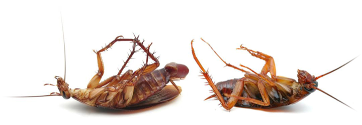 american-cockroach-control-westminister-garden-grove-irvine-extermination-infestation