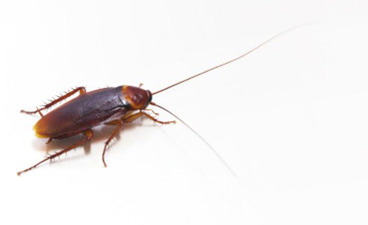 american-cockroach-exterminator-socal-orange-county-anaheim-fullerton-cypress