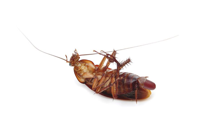 oc-southern-california-cockroach-pest-control-service-huntington-beach-costa-mesa-newport-beach