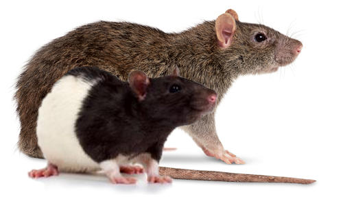 rats1
