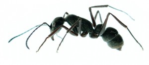 Orange County ant removal - Preferred Pest Control