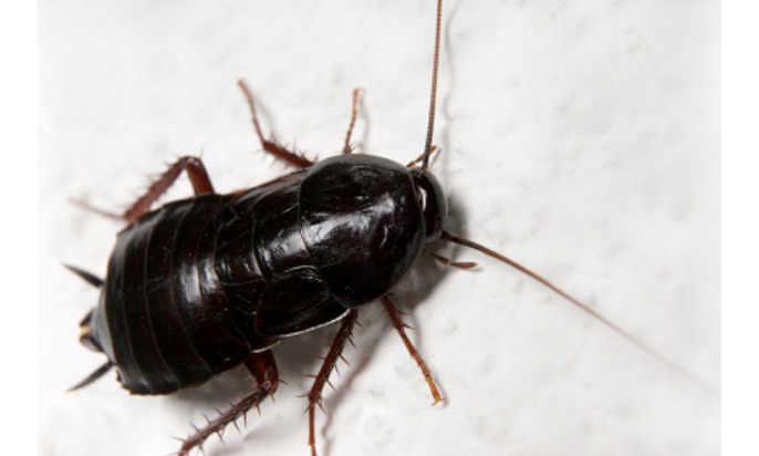 oriental-cockroach-big12