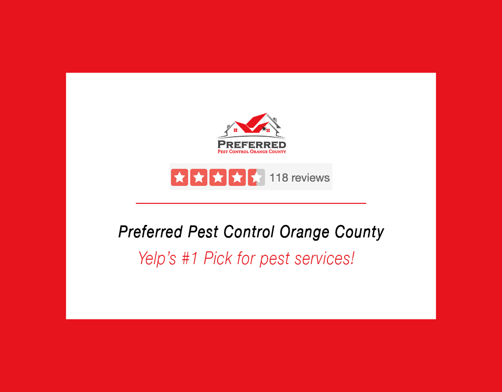 preferred pest review