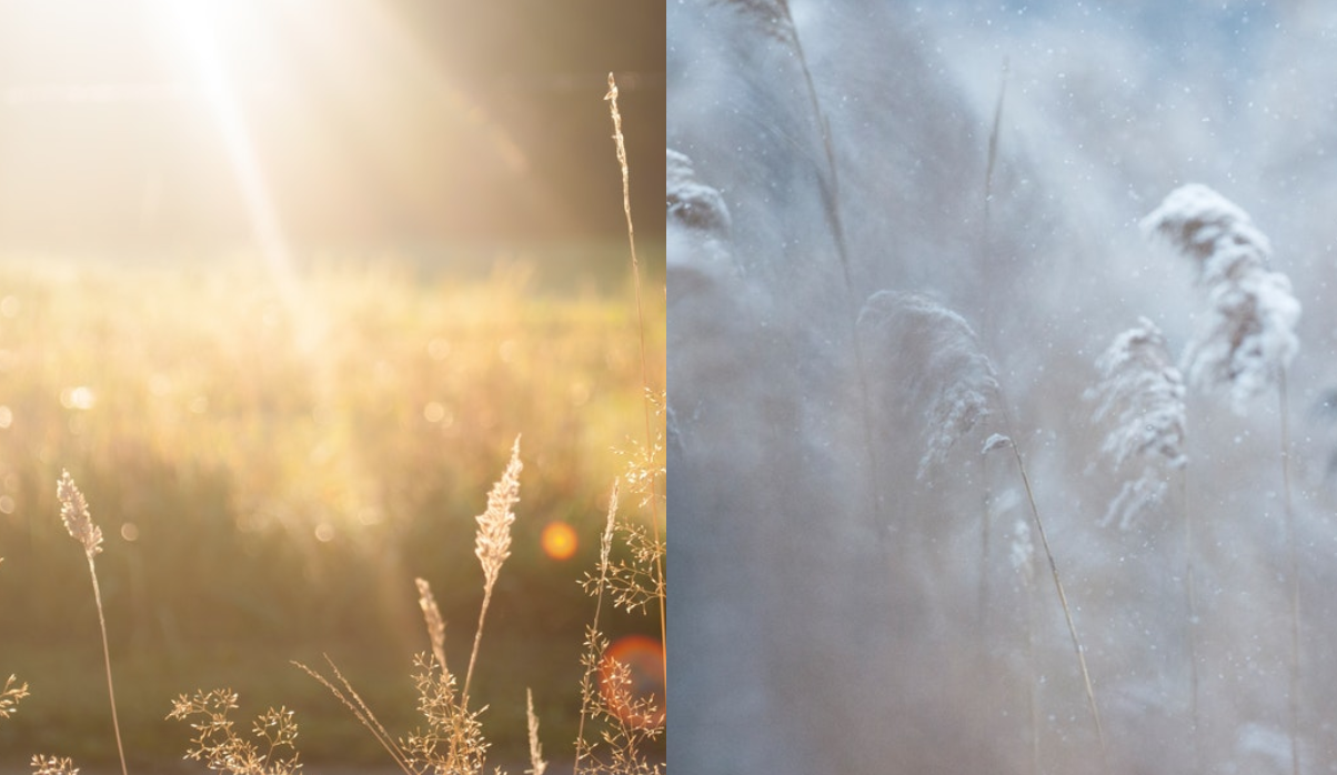 insects regulate temperature