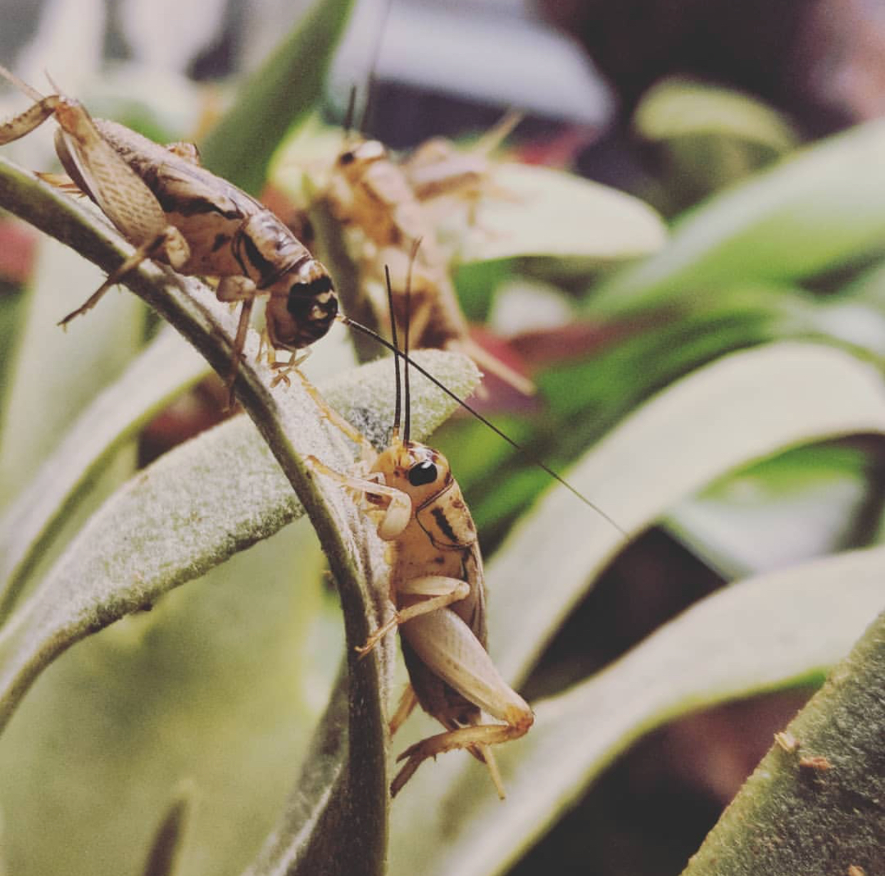 crickets mating