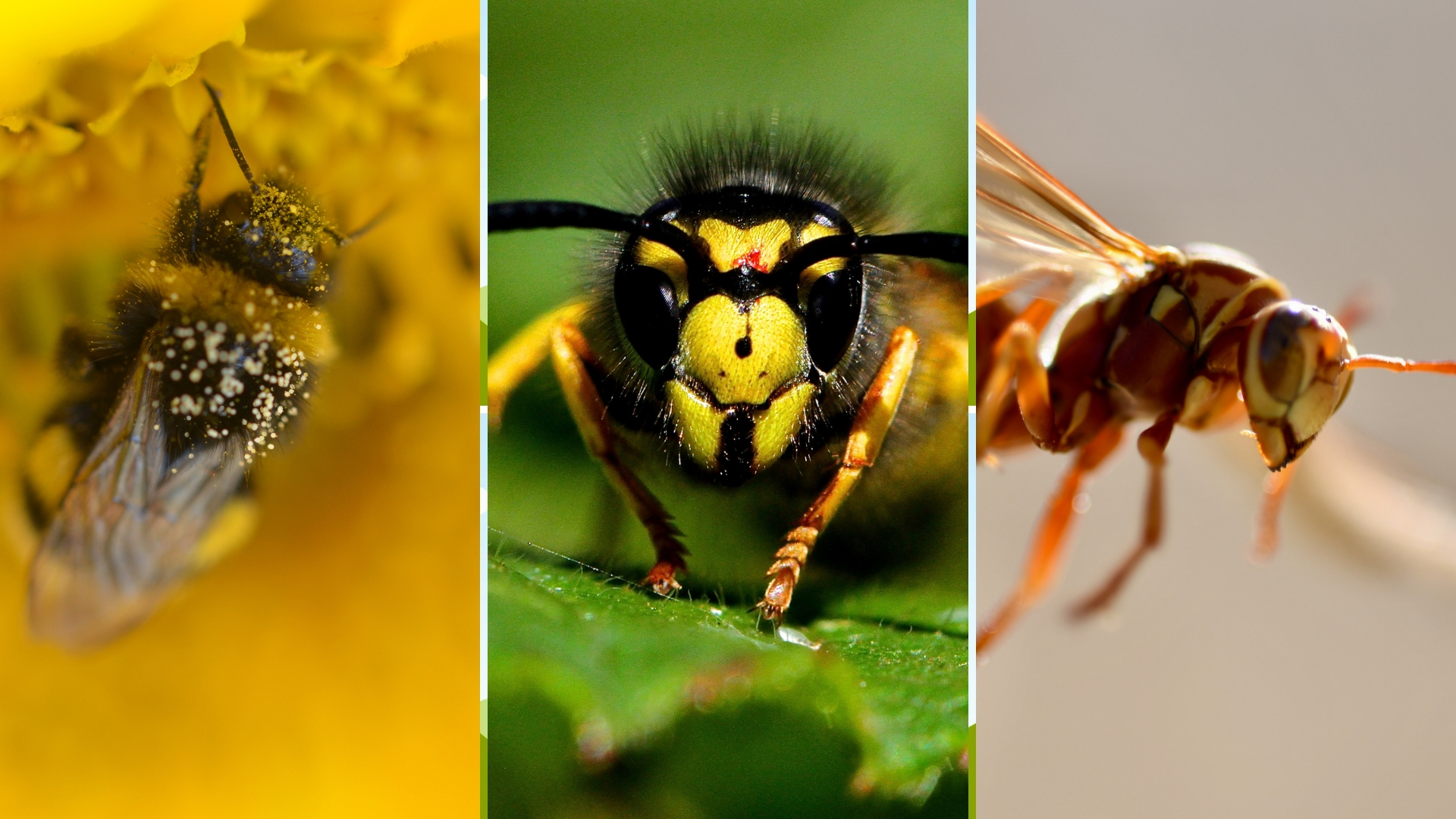 bee, hornet, wasp
