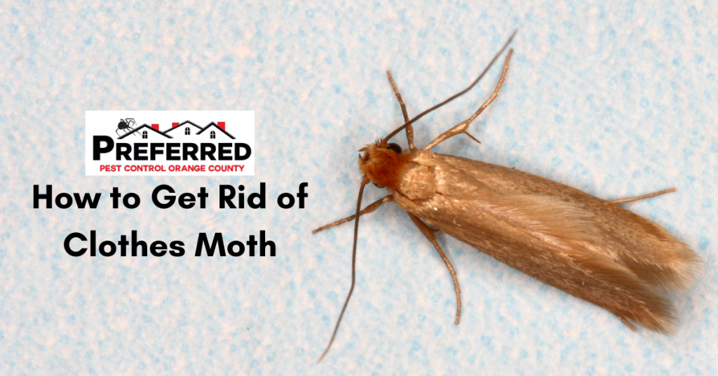 How to Get Rid of Clothes Moth Orange County Pest Control