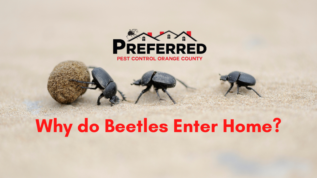 Why do Beetles Enter Home Orange County Pest Control
