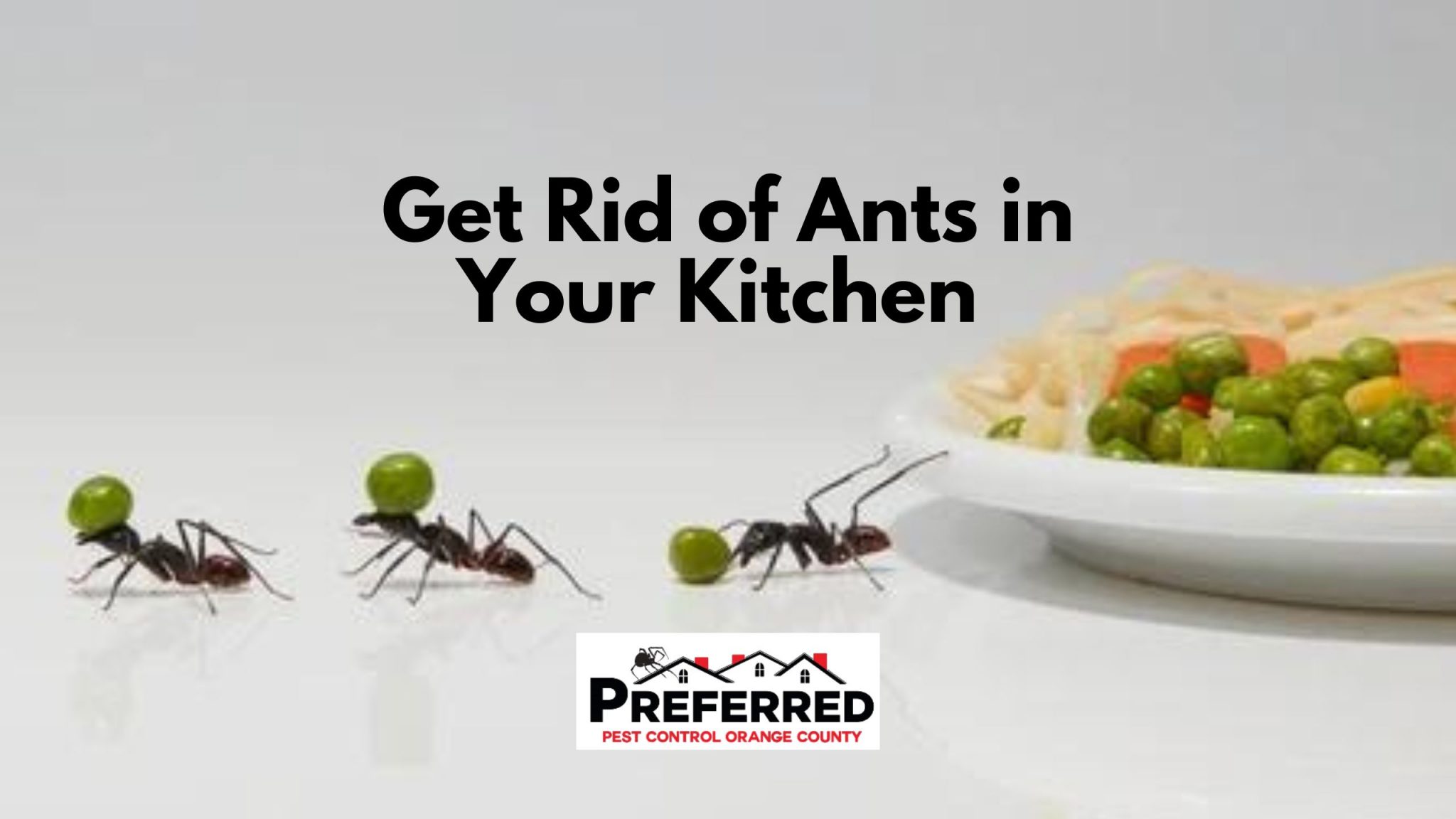 ants in kitchen Orange County Pest Control