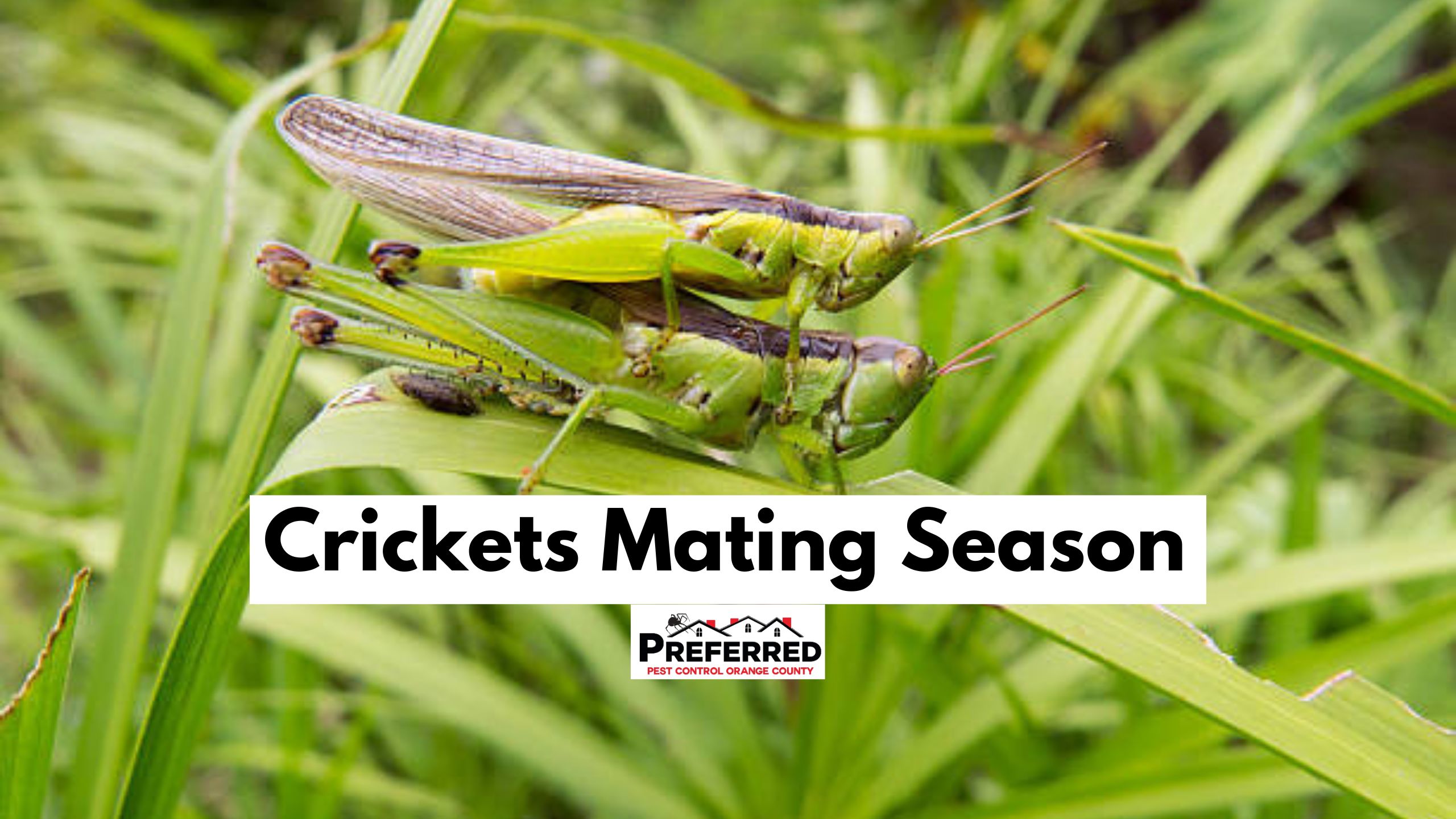 Crickets Mating Season - Orange County Pest Control