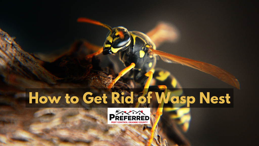 Detailed Get Rid Wasp Nest Image Digital Art Detailed Get Rid Wasp Nest Image Digital Art