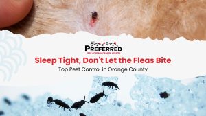 orange county pest control