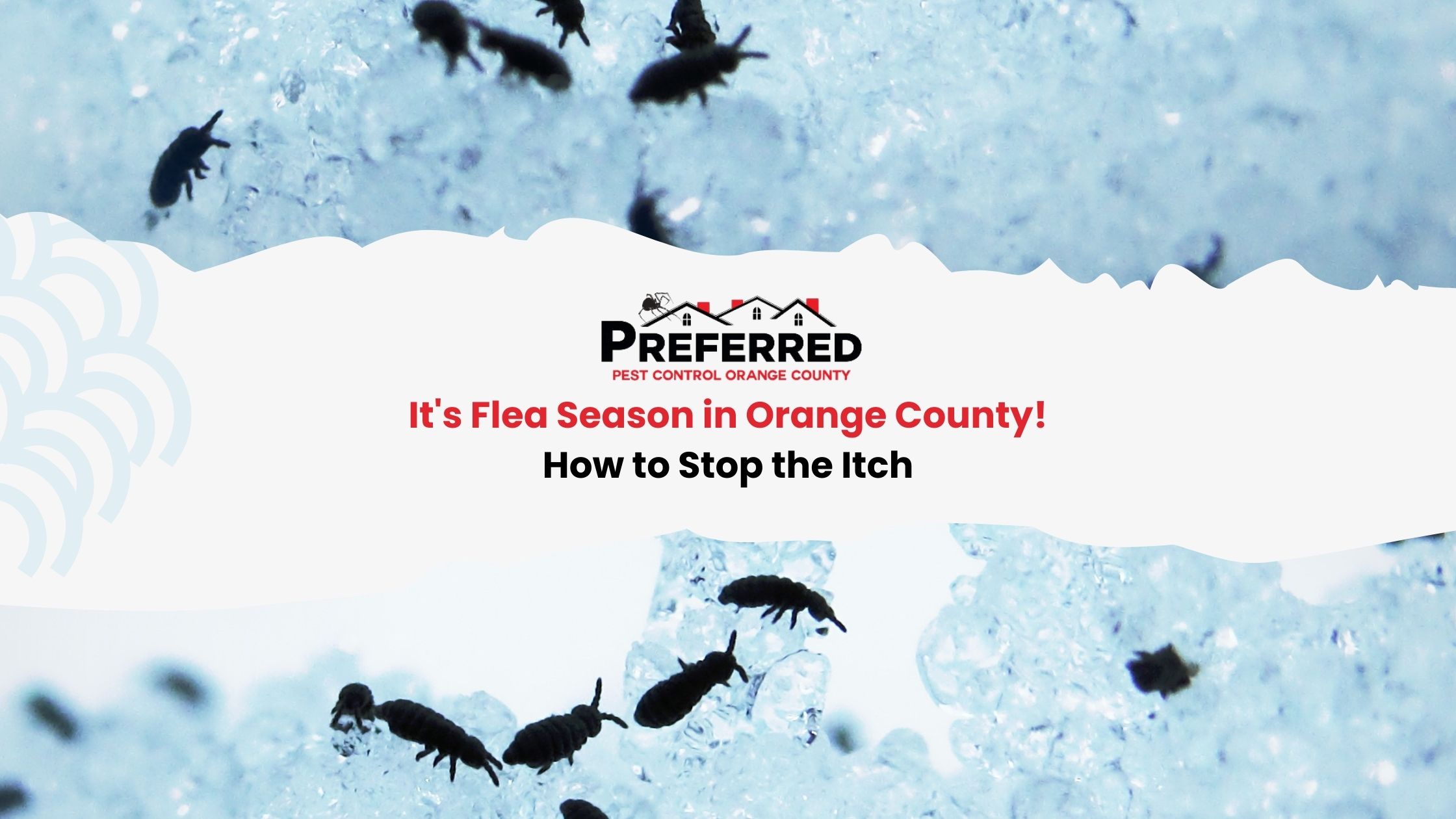 orange county pest control