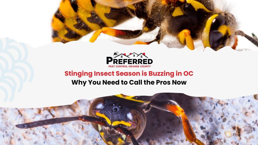 Ringing Insect Stinging Insect Season is Buzzing in OC - Why You Need to Call the Pros ...