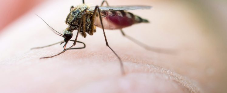 10-mosquito-bites-skin