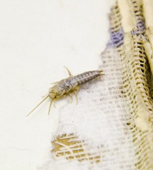 How To Get Rid Of A Silverfish Infestation