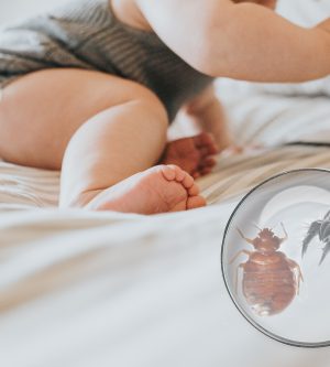 Bed Bugs Versus Dust Mites – When You Need Professional Help in Southern California