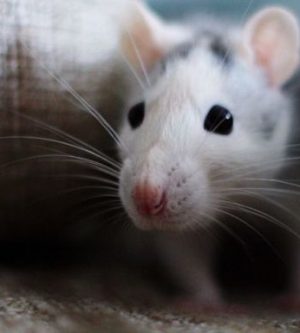How to Get Rid of Mice  And Keep Them Away for Good