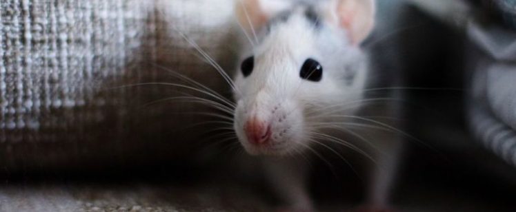 How to Get Rid of Mice  And Keep Them Away for Good