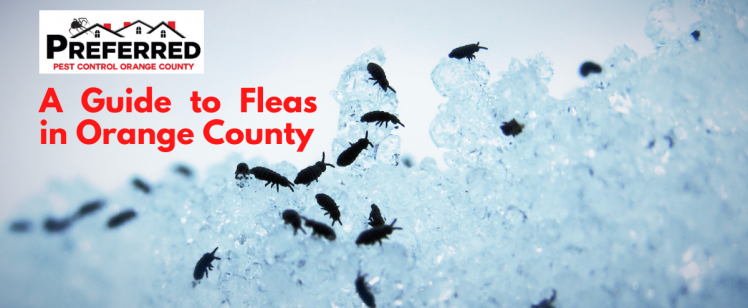 A Guide to Fleas in Orange County