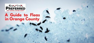 A Guide to Fleas in Orange County