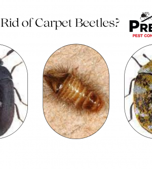 How to Get Rid of Carpet Beetles?