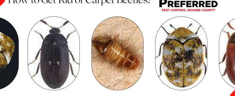 How to Get Rid of Carpet Beetles?