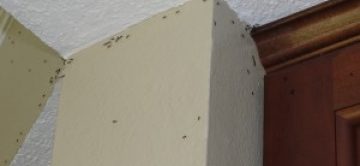 Mid Summer Ant Problems in Orange County