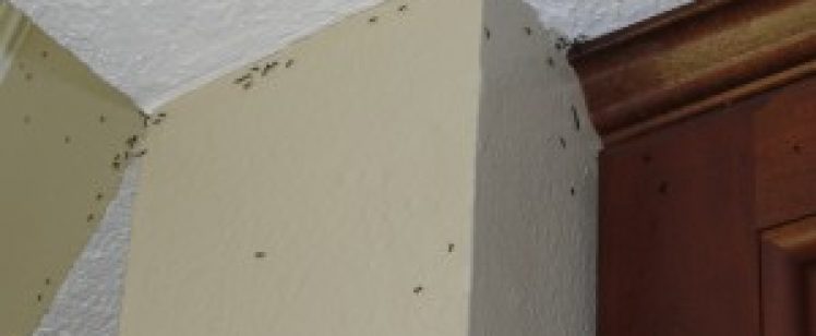 Mid Summer Ant Problems in Orange County