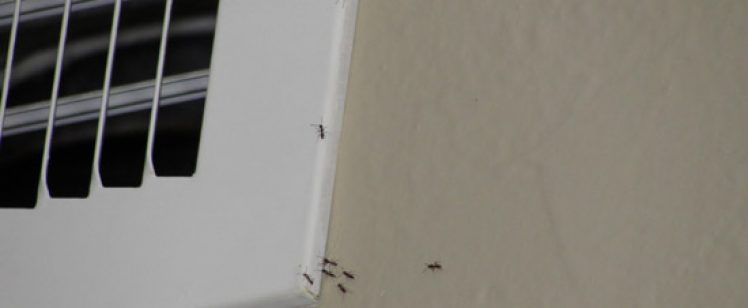 Ants in the Summer! Oh, what a bummer Orange County…