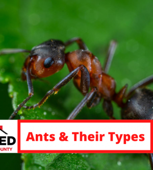 PEST CATEGORY: ANTS